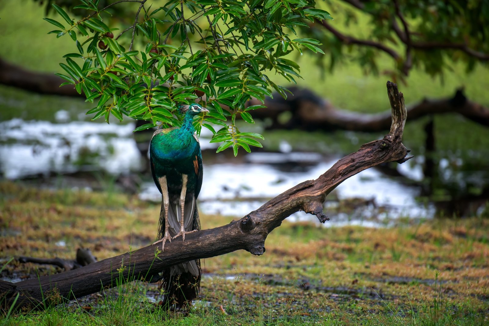 Peacock in Sri Lanka