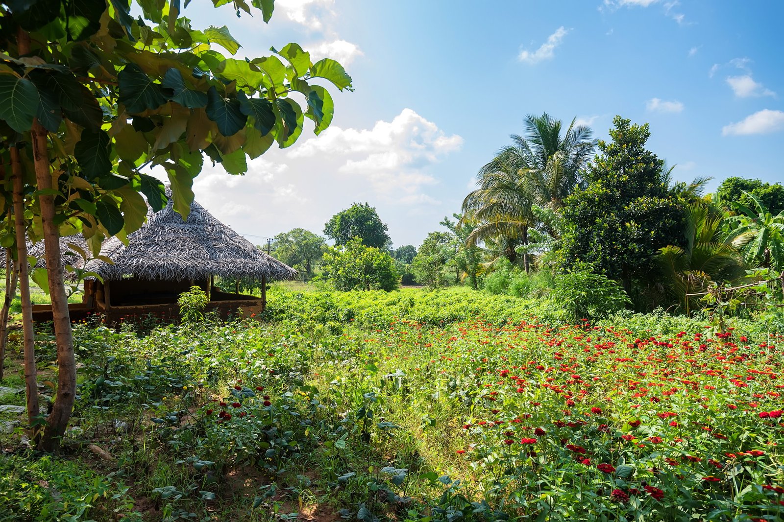 House in village in Sri Lanka