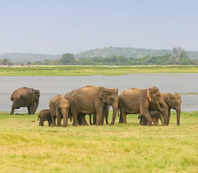 A Herd of Sri Lankan Elephant