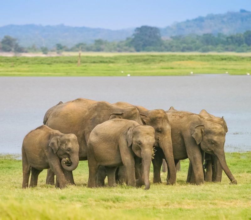 A Herd of Sri Lankan Elephant