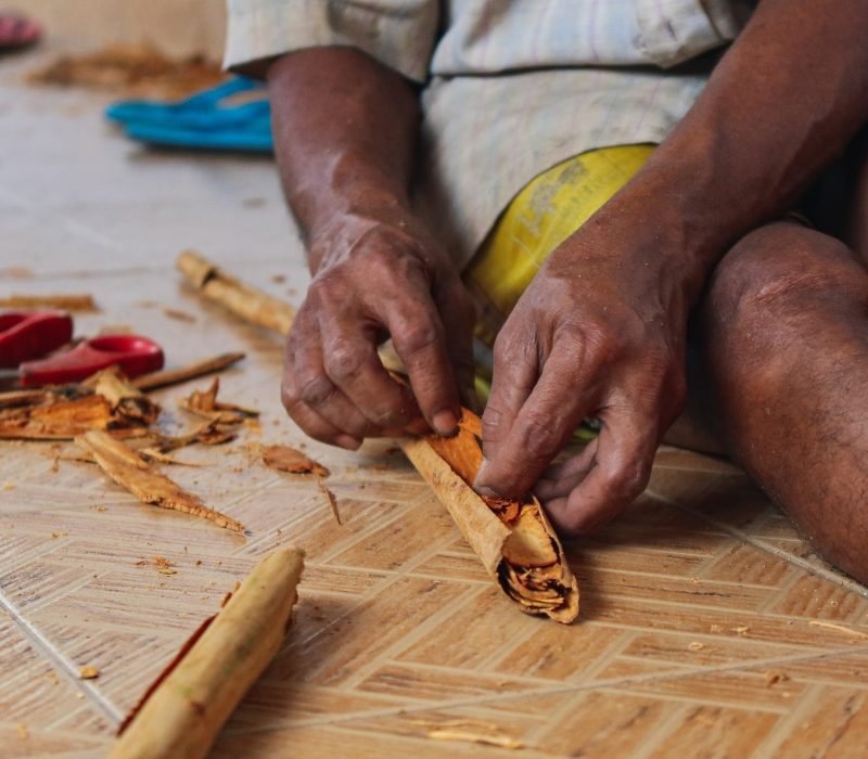 Cinnamon production, Sri Lanka.