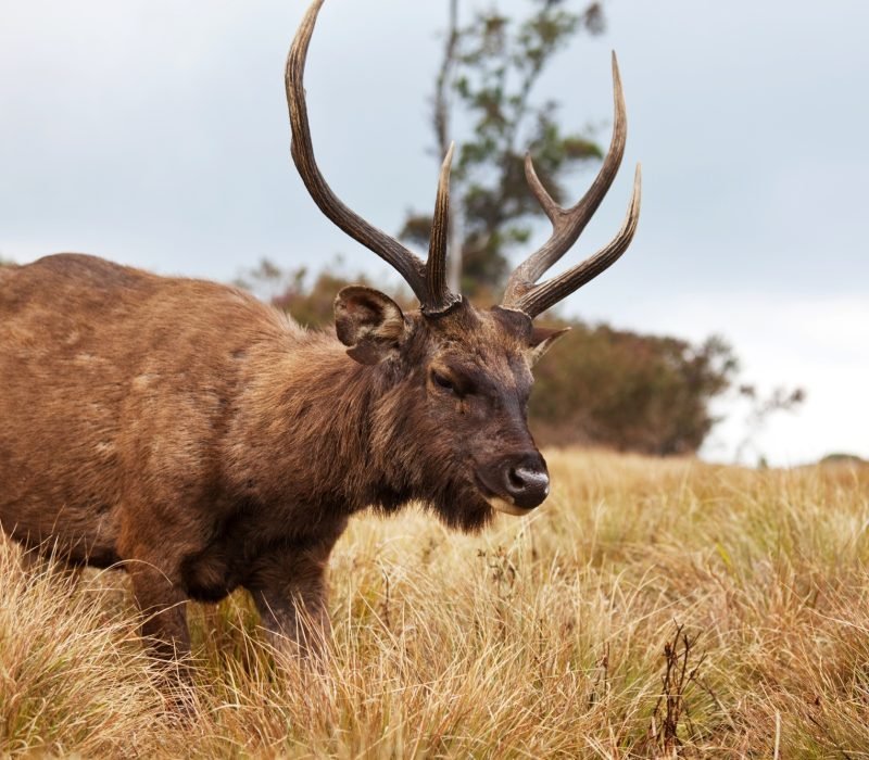 Elk on Sri Lanka