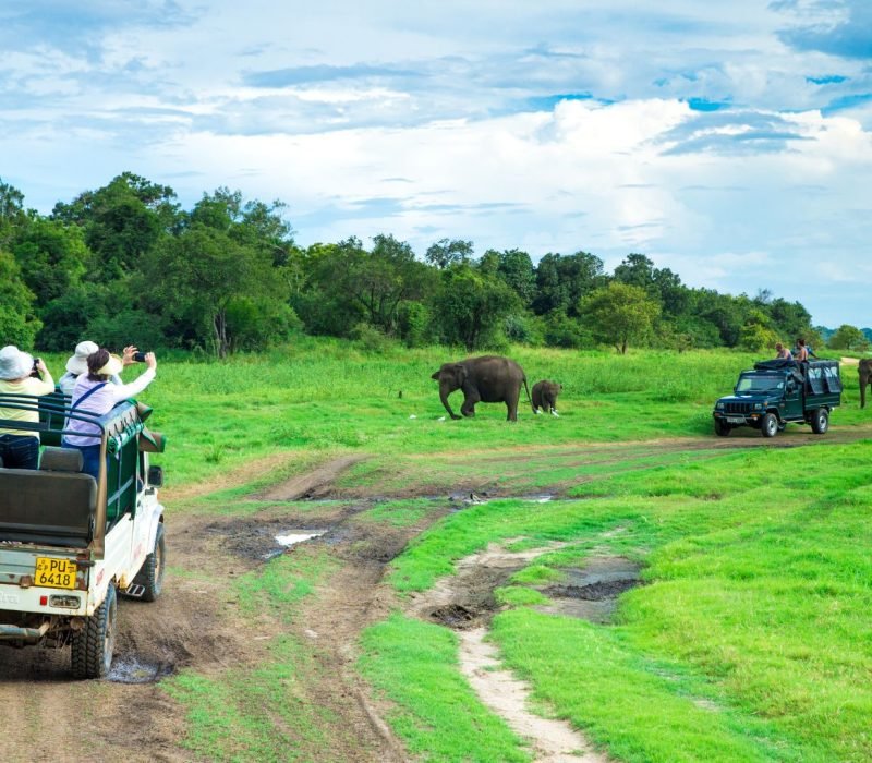 minneriya-national-park-elephant-jeep-safari