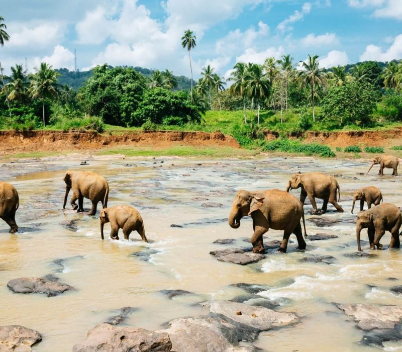 pinnawala-elephant-orphanage-river-bathing