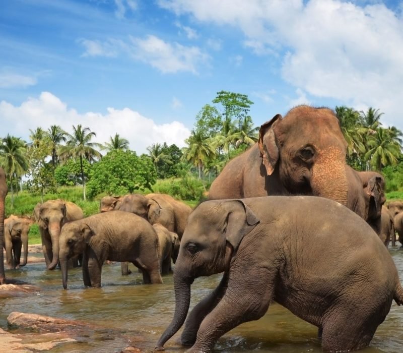 pinnawala-elephant-orphanage-sri-lanka