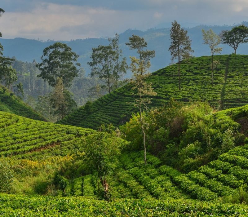 sri-lanka-kandy-tea-plantations