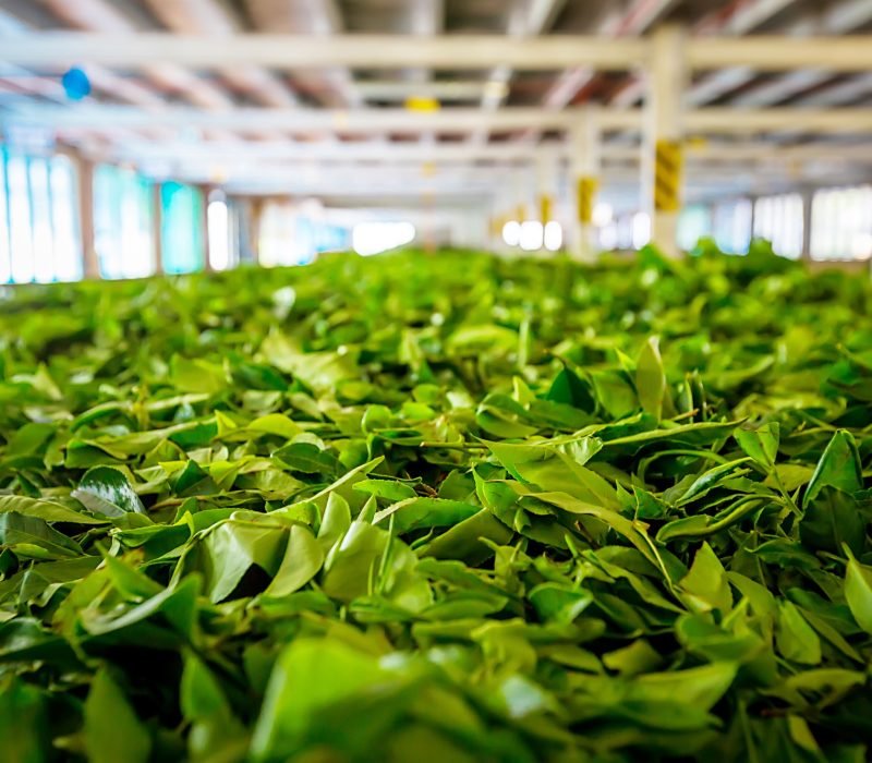 Tea factory, Sri Lanka